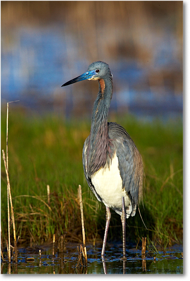 TricolorHeron_Assateague_2005May_E0K3565 copy