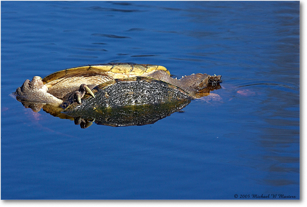 TurtleFight_ChincoNWR_2005May_Y2F4471 copy