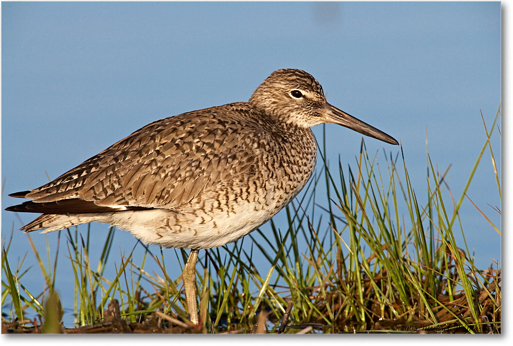 Willet_Assateague_2005May_E0K2986 copy