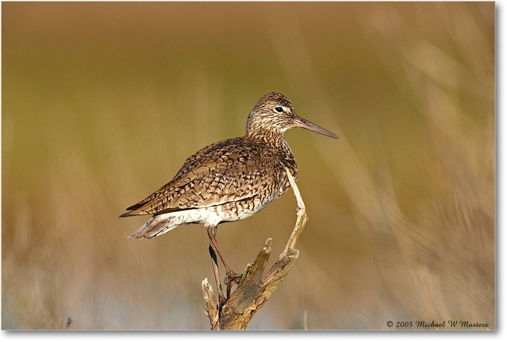 Willet_Assateague_2005May_E0K3187 copy