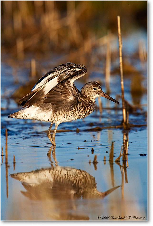 Willet_Assateague_2005May_E0K3509 copy