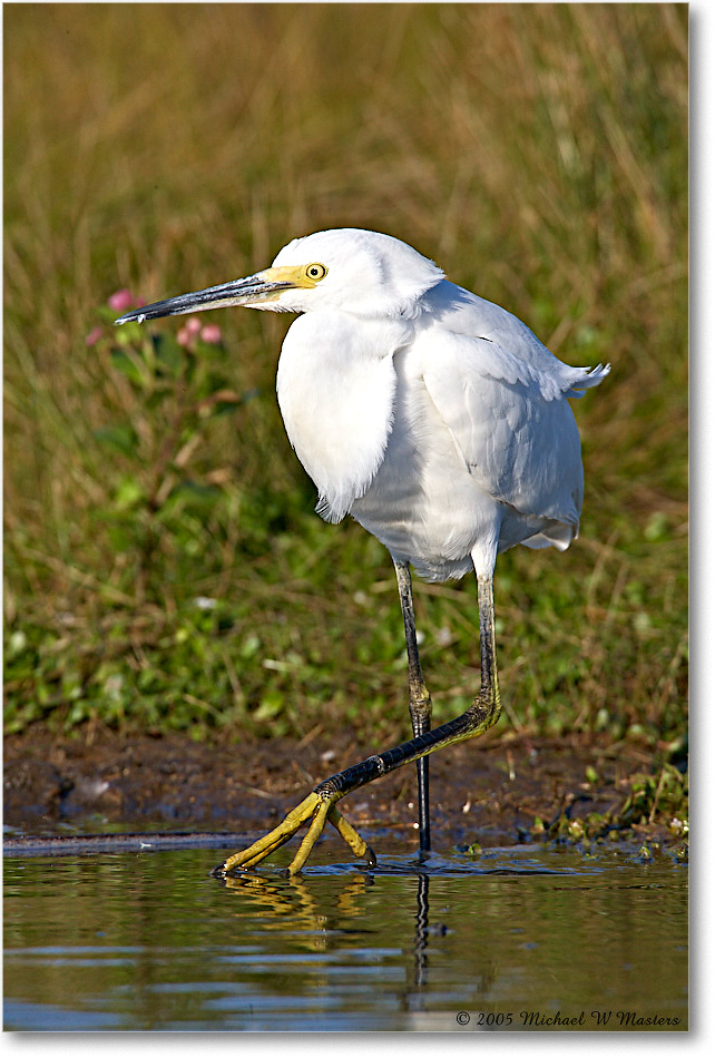 SnowyEgret_ChincoNWR-wll_2005Oct_E0K4727 copy