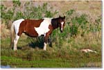 Pony&Foal_ChincoNWR-bdm_2006May_E0K9536 copy