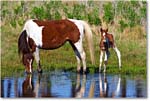 Pony&Foal_ChincoNWR-bdm_2006May_E0K9637 copy