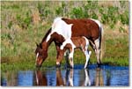 Pony&Foal_ChincoNWR-bdm_2006May_E0K9641 copy