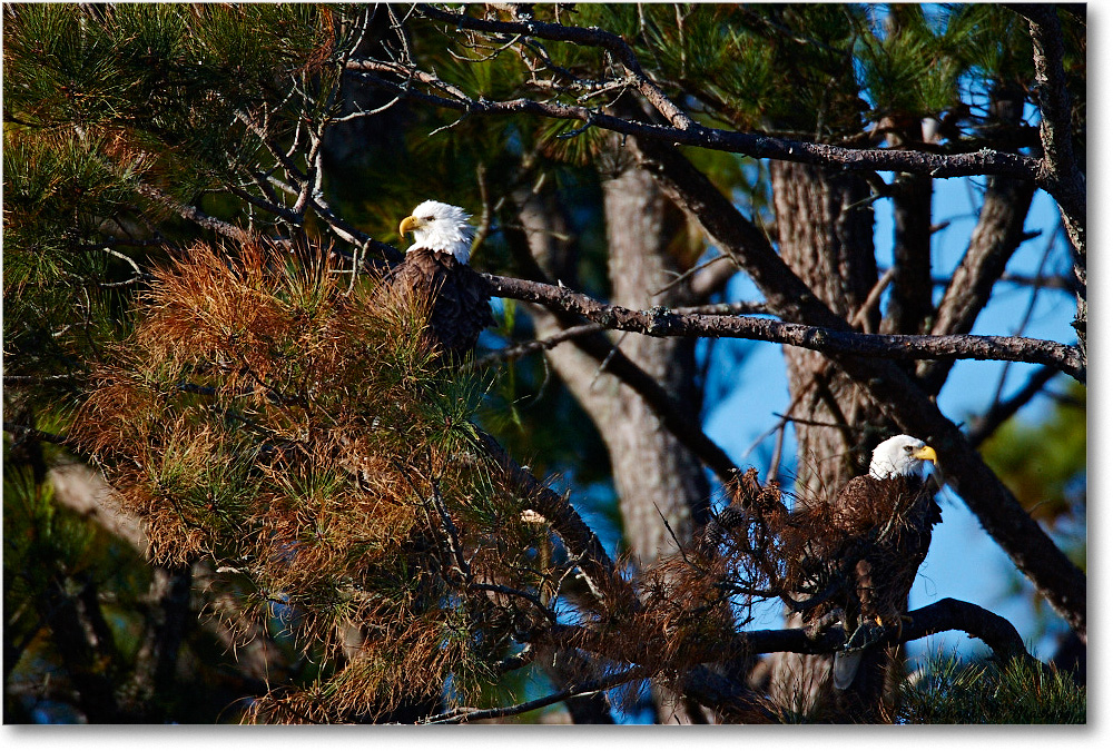 BaldEagles_ChincoNWR_2010Nov_S3A2855 copy