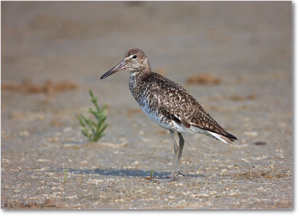Willet-ChincoNWR-2011June_S3A7266-copy