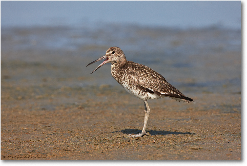 Willet-ChincoNWR-2011June_S3A7373