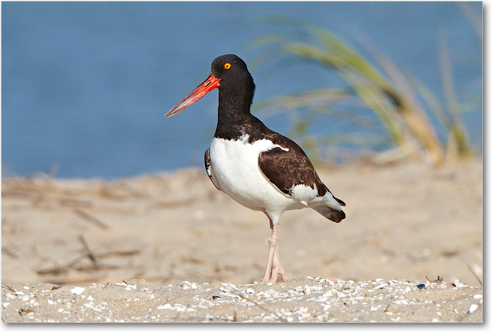 Oystercatcher-ChincoNWR-2012June_D4B1076 copy