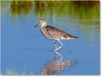 Willet-ChincoNWR-2012June_D4B2133 copy