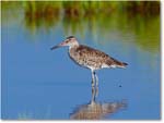 Willet-ChincoNWR-2012June_D4B2134 copy
