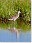 Willet-ChincoNWR-2012June_D4B2170 copy