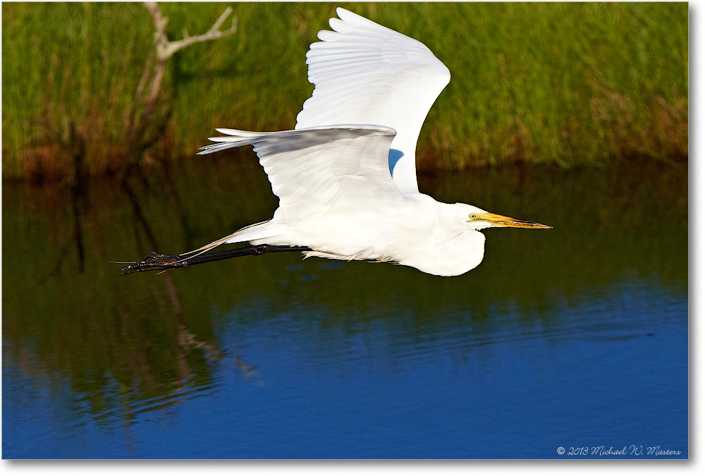 GreatEgret-ChincoNWR-2013June_D4C0632