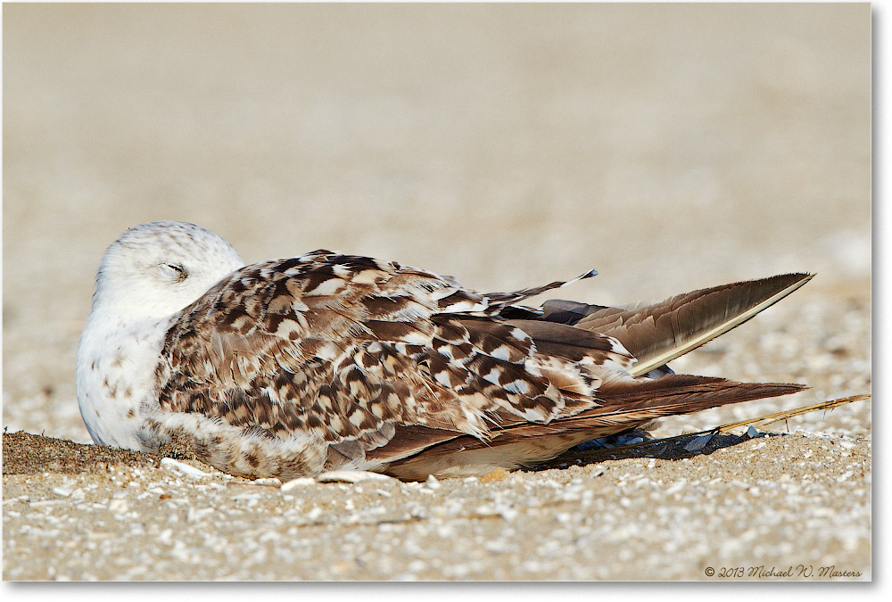 HerringGull-ChincoNWR-2013June_D5A0888-copy