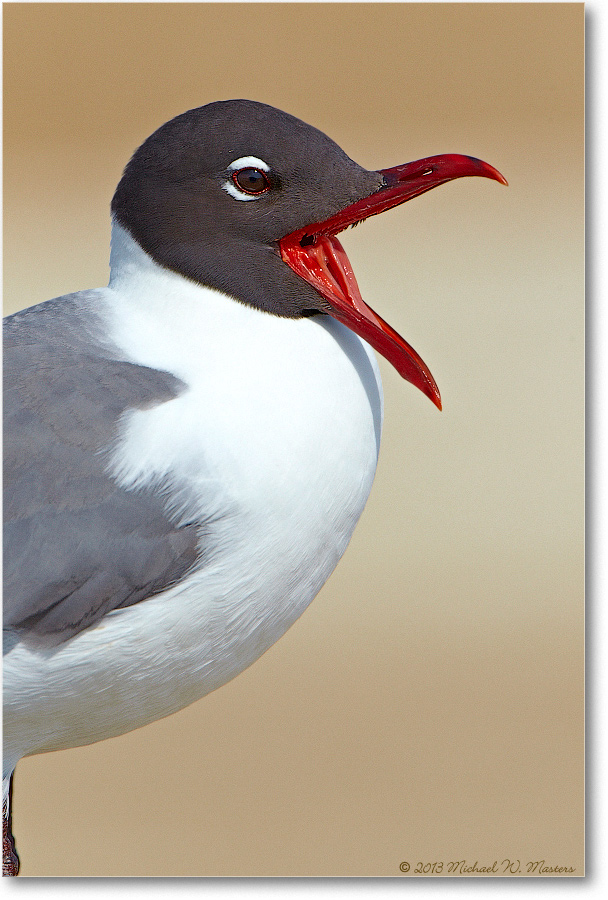 LaughingGull-ChincoNWR-2013June_D4C0769