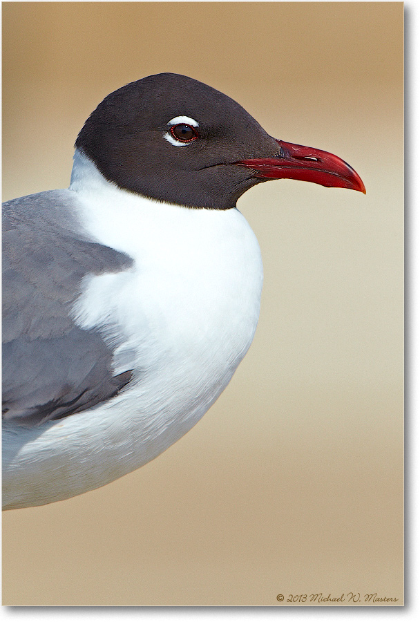 LaughingGull-ChincoNWR-2013June_D4C0773