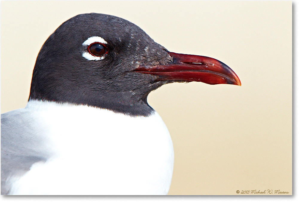 LaughingGull-ChincoNWR-2013June_D4C0832-copy