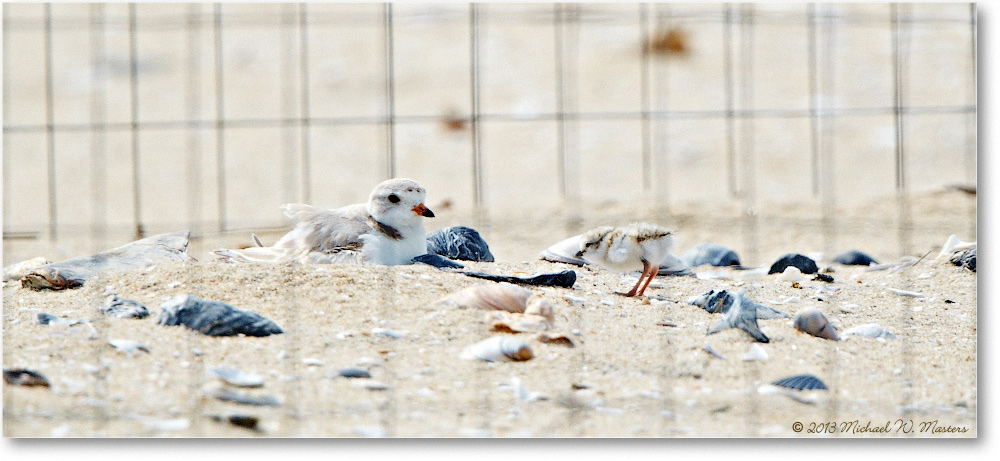 PipingPlovers-ChincoNWR-2013June_D5A0842-copy