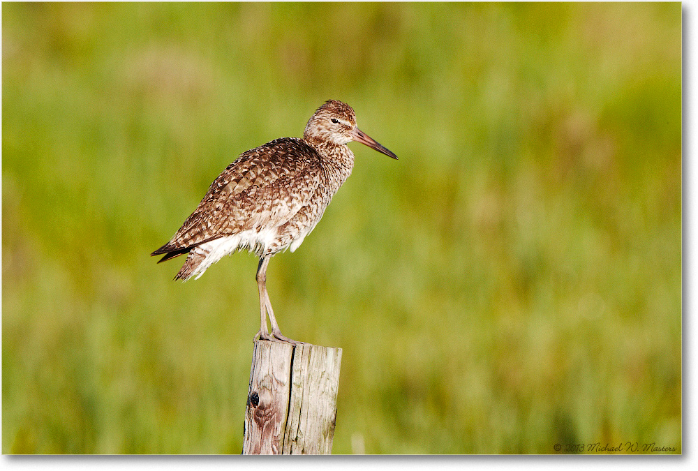 Willet-ChincoNWR-2013June_D5A0762