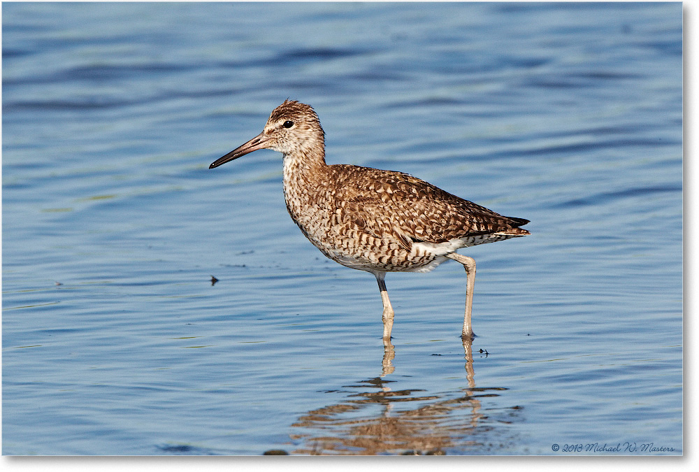 Willet-ChincoNWR-2013June_D5A1126-copy