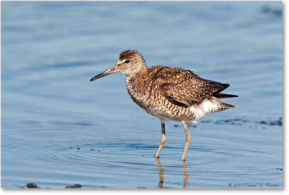 Willet-ChincoNWR-2013June_D5A1134-copy