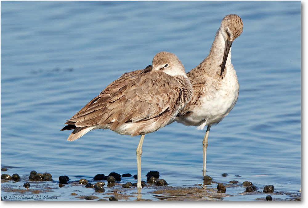 WilletJuveniles-ChincoNWR-2013June_D5A1118