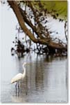GreatEgret-ChincoNWR-2013June_D5A0823-copy