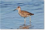 Willet-ChincoNWR-2013June_D5A1126-copy