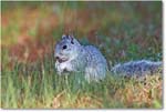 FoxSquirrel-ChincoteagueNWR-2014June_1DXA0923 copy