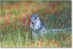 FoxSquirrel-ChincoteagueNWR-2014June_1DXA0926 copy