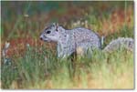 FoxSquirrel-ChincoteagueNWR-2014June_1DXA0928 copy