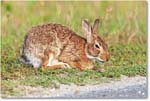 Rabbit-ChincoteagueNWR-2014June_1DXA0717 copy