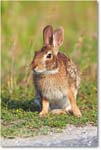 Rabbit-ChincoteagueNWR-2014June_1DXA0737 copy