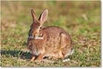 Rabbit-ChincoteagueNWR-2014June_1DXA0912 copy