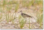 Willet_ChincoNWR_2018Jun_4DXB4834 copy