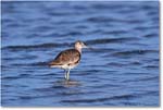 Willet_ChincoNWR_2018Jun_4DXB5089 copy