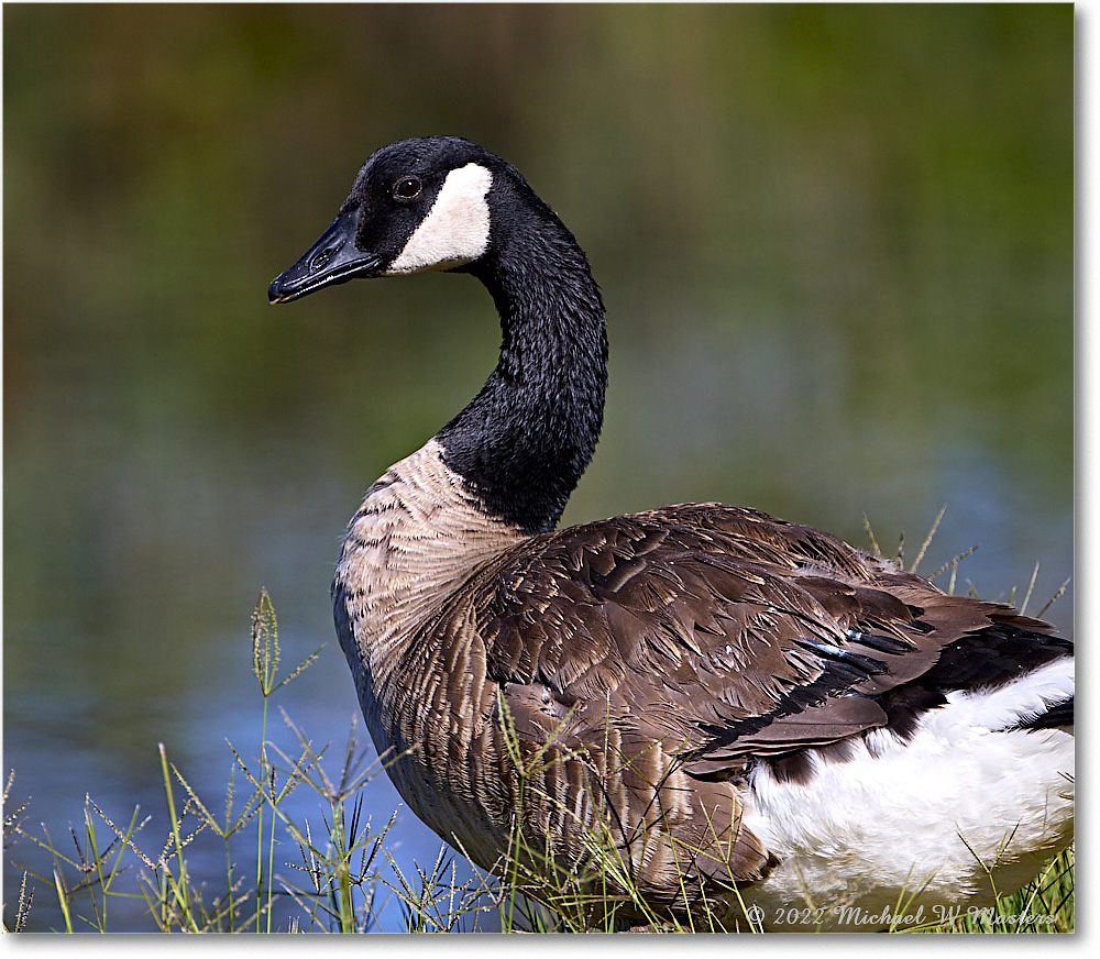 CanadaGoose_Chincoteague_2022Jun_R5A05980 copy