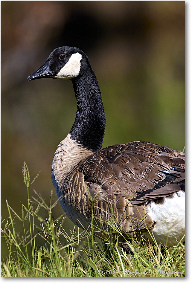 CanadaGoose_Chincoteague_2022Jun_R5A05983 copy