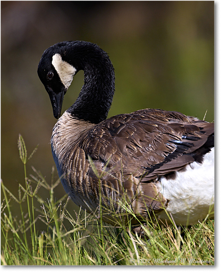 CanadaGoose_Chincoteague_2022Jun_R5A05986 copy