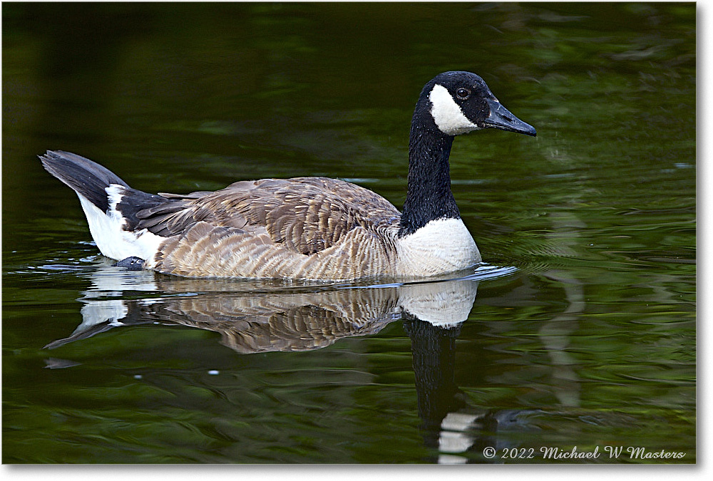 CanadaGoose_Chincoteague_2022Jun_R5A07400 copy