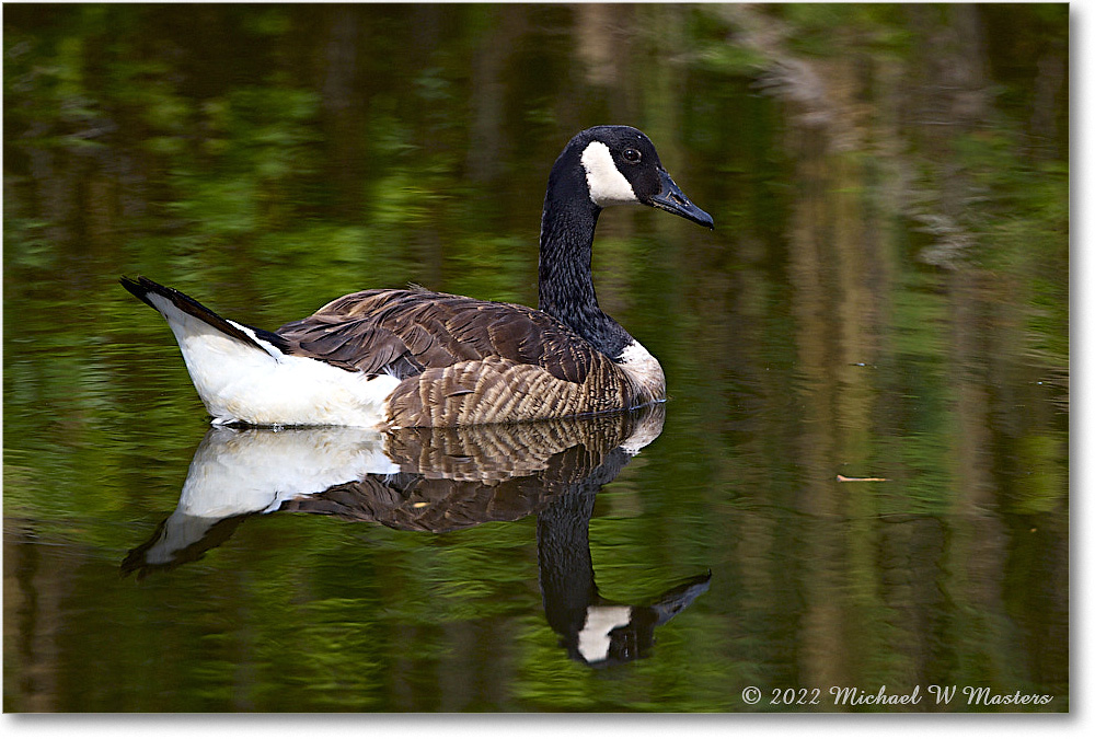 CanadaGoose_Chincoteague_2022Jun_R5A07407 copy