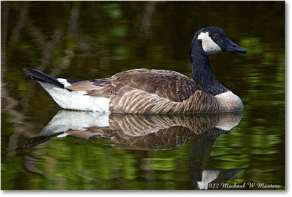 CanadaGoose_Chincoteague_2022Jun_R5A07440 copy