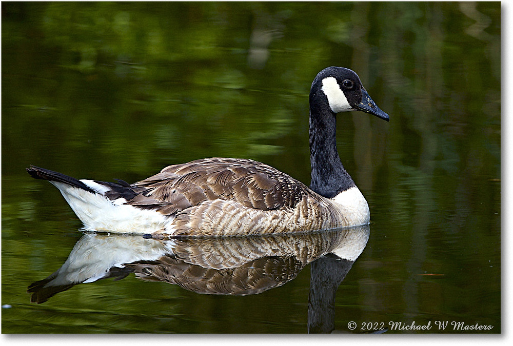 CanadaGoose_Chincoteague_2022Jun_R5A07452 copy