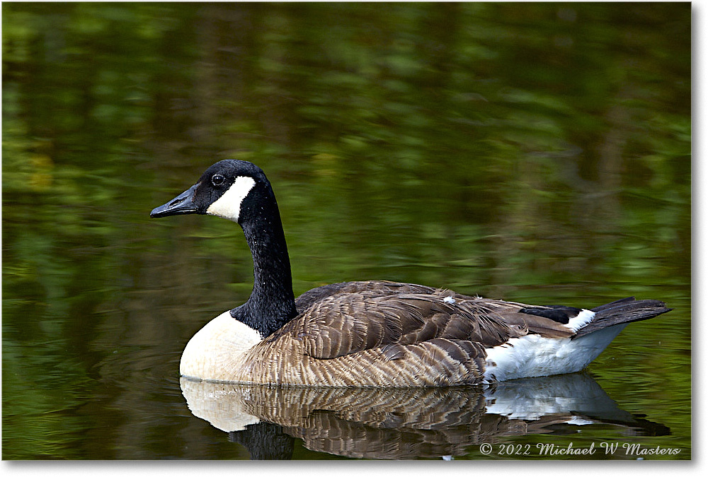 CanadaGoose_Chincoteague_2022Jun_R5A07478 copy