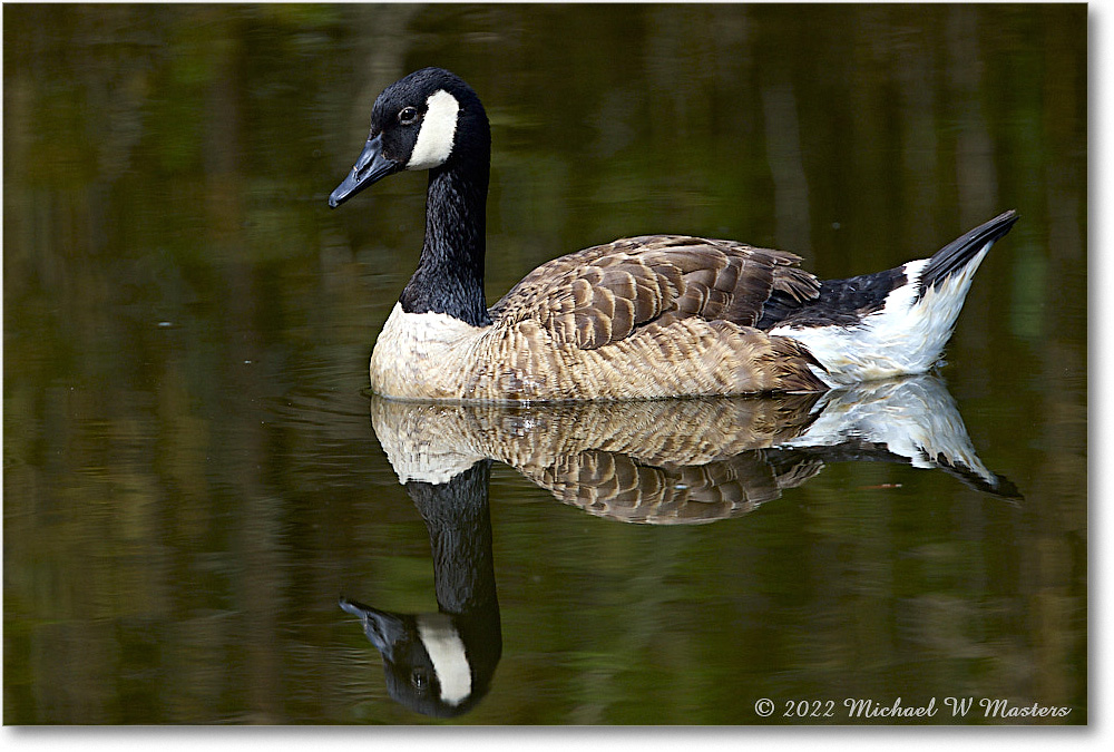 CanadaGoose_Chincoteague_2022Jun_R5A07483 copy