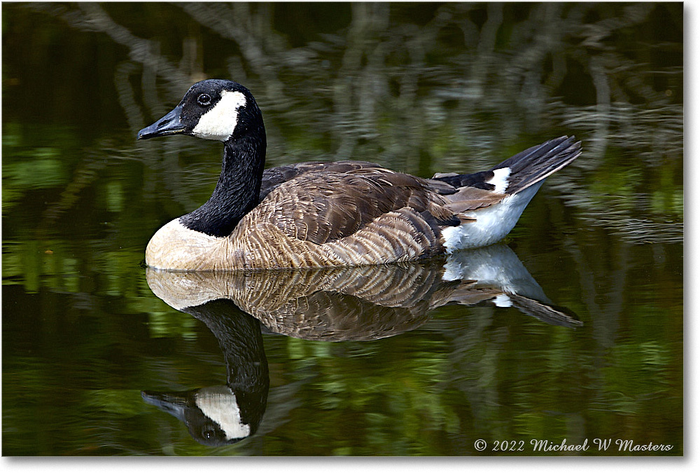 CanadaGoose_Chincoteague_2022Jun_R5A07507 copy