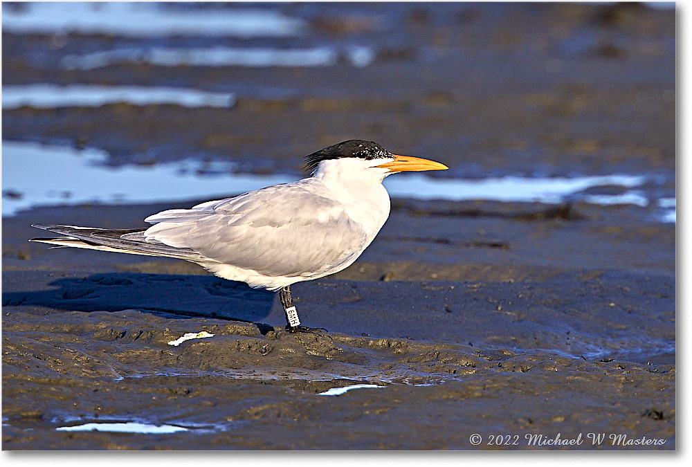 ForstersTern_Assateague_2022Jun_R5A08478 copy