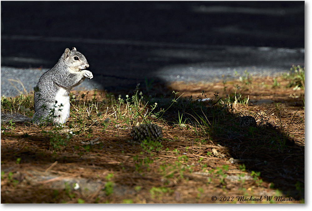 FoxSquirrel_ChincoNWR_2022Jun_R5A09068 copy