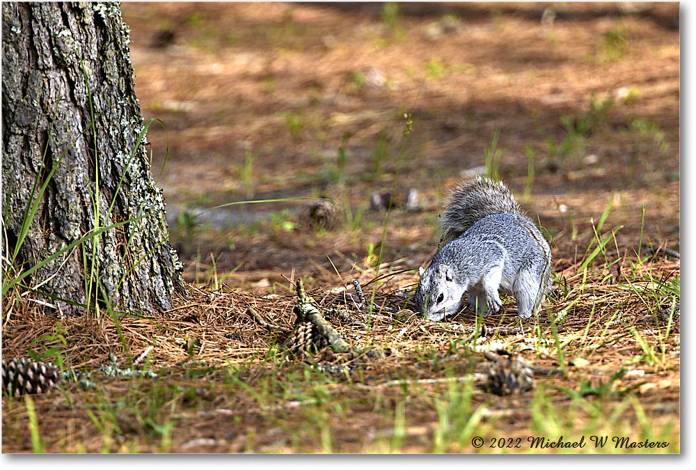 FoxSquirrel_ChincoNWR_2022Jun_R5A11122 copy