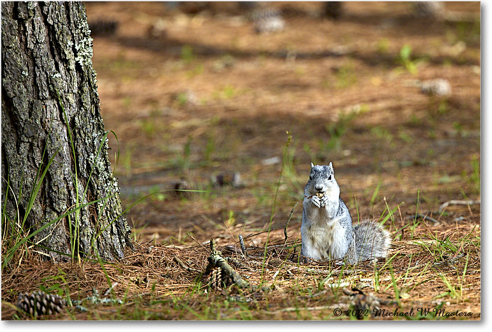 FoxSquirrel_ChincoNWR_2022Jun_R5A11132 copy